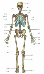 （視頻）聚氨酯人體骨骼模型-人類全身骨頭分類及名稱