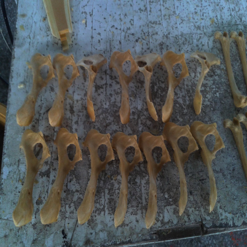 獸類貓狗動物骨頭