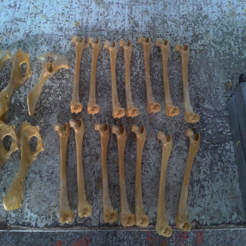 獸類貓狗動物骨頭
