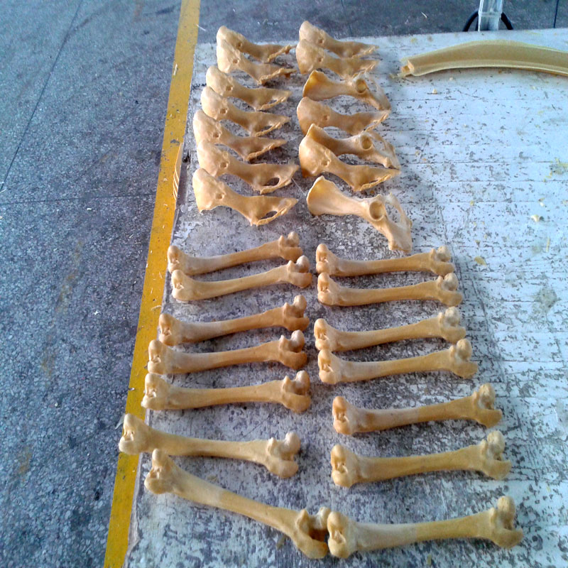 獸類貓狗動物骨頭