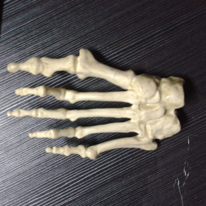 人體腳掌骨骼
