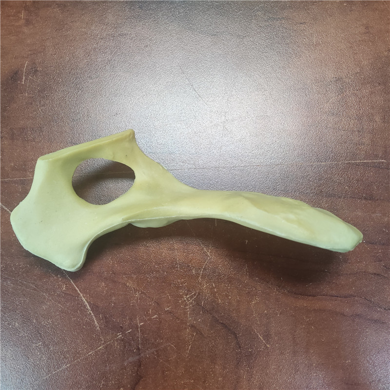 獸類貓狗動物骨頭