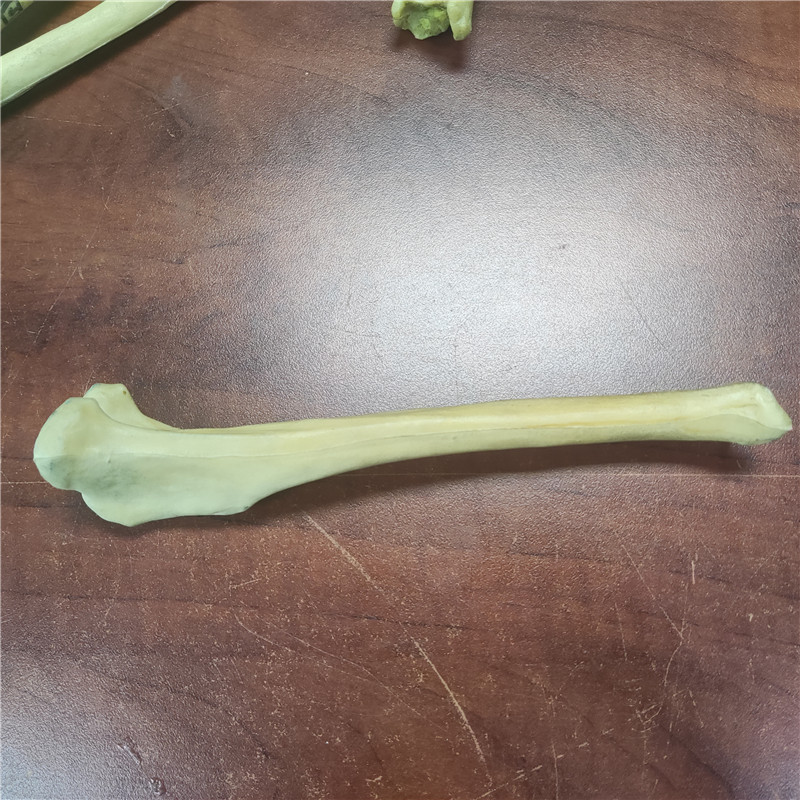 獸類貓狗動物骨頭