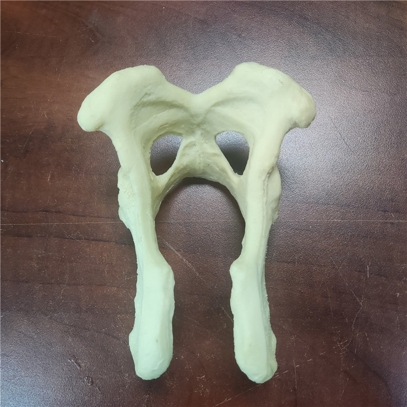 獸類貓狗動物骨頭