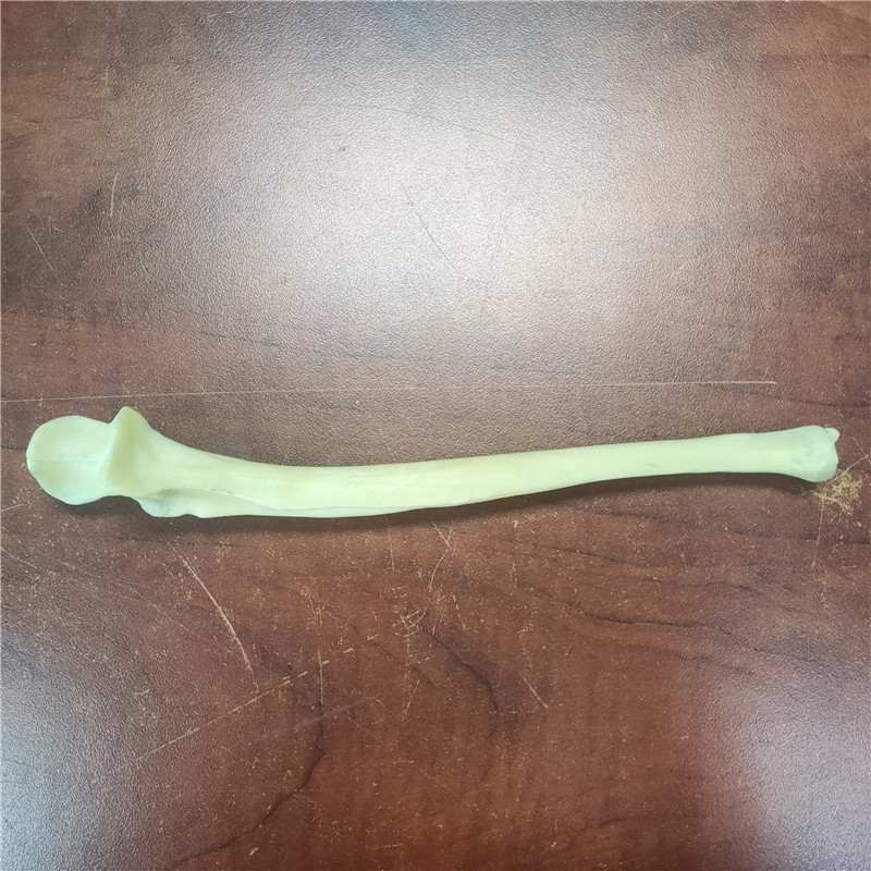 獸類貓狗動物骨頭