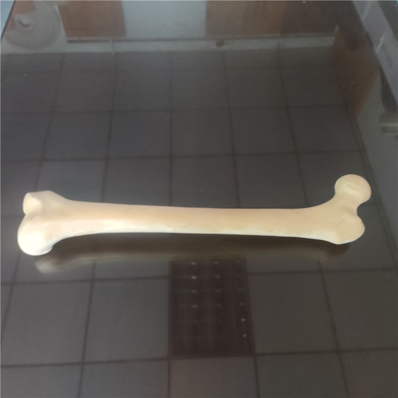 獸類貓狗動物骨頭