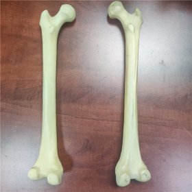 聚氨酯硬泡仿真股骨