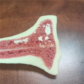 教學實驗用仿真人體骨骼帶紅芯骨髓