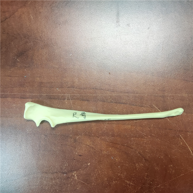 獸類貓狗動物骨頭