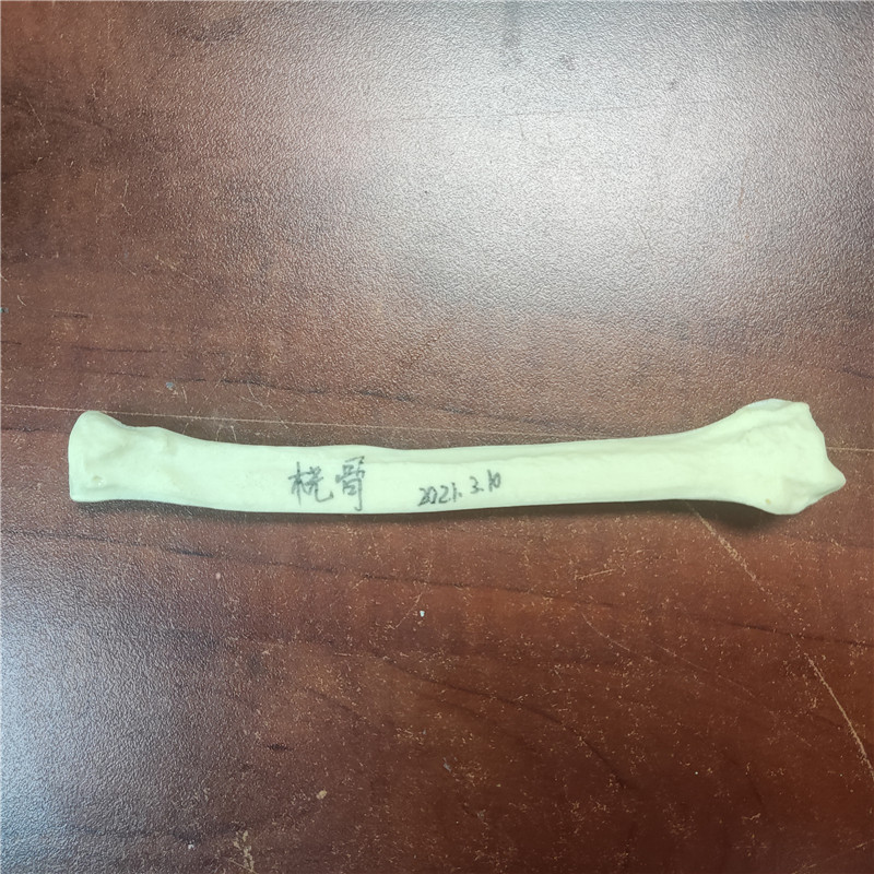 獸類貓狗動物骨頭