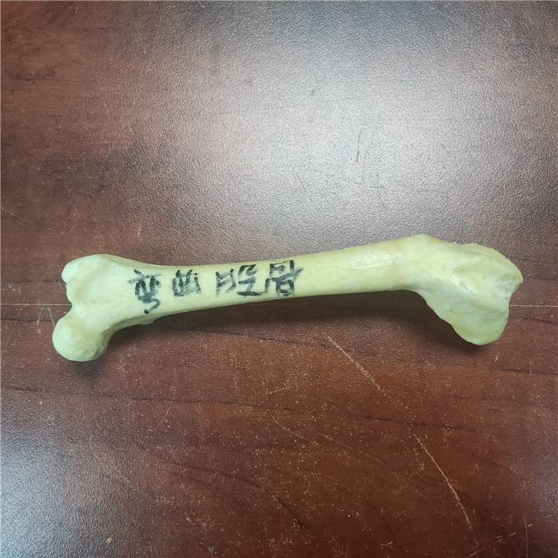 獸類貓狗動物骨頭